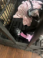 Tamera, a female Great Dane for sale in Rio Linda, CA – 8 of 10