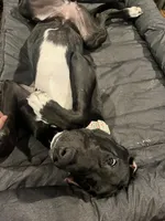 Tamera, a female Great Dane for sale in Rio Linda, CA – 7 of 10