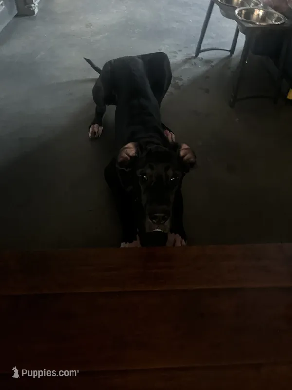 Tamera – Great Dane puppy for sale in Rio Linda, CA