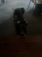 Tamera, a female Great Dane for sale in Rio Linda, CA – 1 of 10
