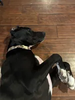 Tamera, a female Great Dane for sale in Rio Linda, CA – 2 of 10