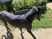Tamera, a female Great Dane for sale in Rio Linda, CA – 5 of 10
