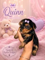 Quinn - AKC, a female Yorkshire Terrier for sale in Midland, TX – 3 of 4