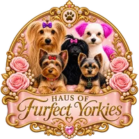 Hope - AKC, a female Yorkshire Terrier for sale in Midland, TX – 4 of 4
