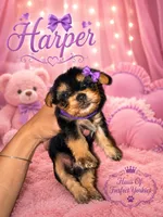 Harper - AKC, a female Yorkshire Terrier for sale in Midland, TX – 3 of 4