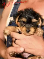 Blossom - AKC , a female Yorkshire Terrier for sale in Midland, TX – 2 of 4
