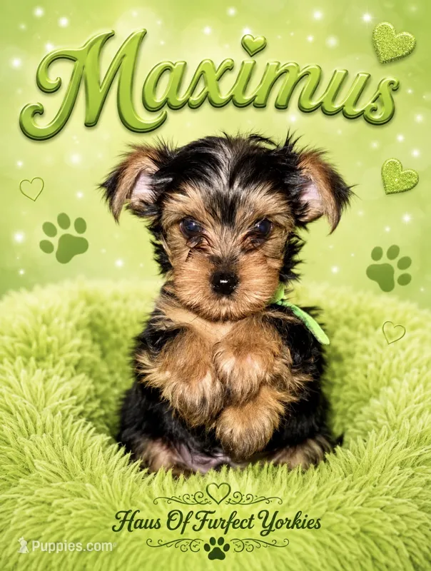 Maximus – Yorkshire Terrier puppy for sale in Midland, TX