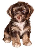 Grace -AKC, a female Yorkshire Terrier for sale in Midland, TX – 3 of 5