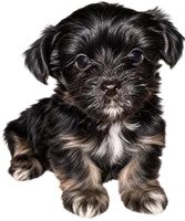 Hope - AKC, a female Yorkshire Terrier for sale in Midland, TX – 3 of 4