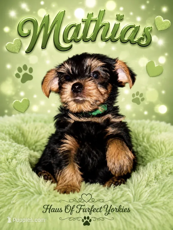 Mathias – Yorkshire Terrier puppy for sale in Midland, TX