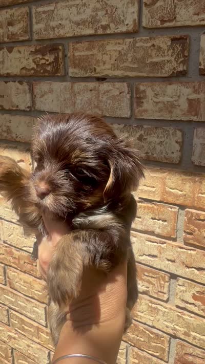 Grace -AKC, a female Yorkshire Terrier for sale in Midland, TX – 5 of 5