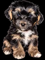 Faith - AKC, a female Yorkshire Terrier for sale in Midland, TX – 3 of 4