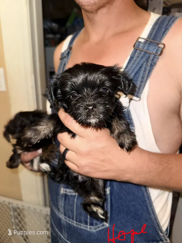Hope - AKC – Yorkshire Terrier puppy for sale in Midland, TX