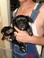 Hope - AKC, a female Yorkshire Terrier for sale in Midland, TX – 2 of 4