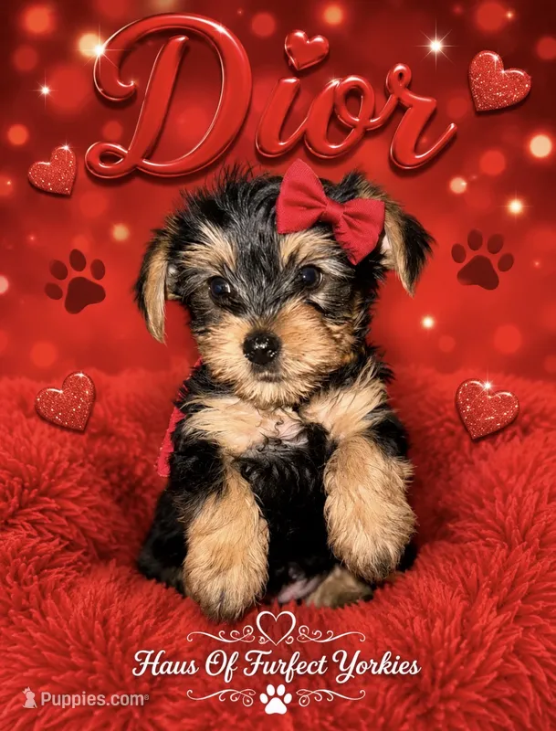 Dior – Yorkshire Terrier puppy for sale in Midland, TX