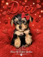 Dior - AKC, a female Yorkshire Terrier for sale in Midland, TX – 1 of 4