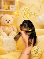 Rex - AKC, a male Yorkshire Terrier for sale in Midland, TX – 3 of 4