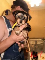 Rex - AKC, a male Yorkshire Terrier for sale in Midland, TX – 2 of 4
