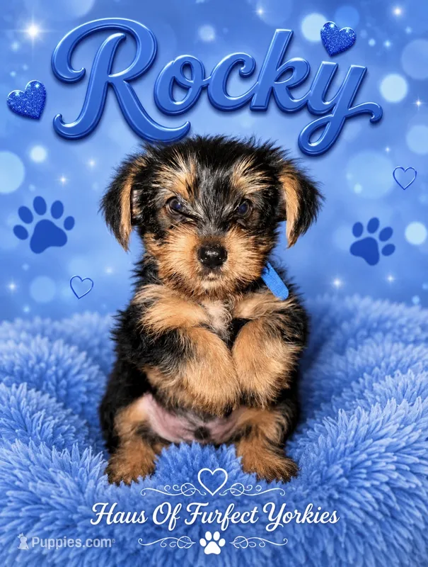 Rocky – Yorkshire Terrier puppy for sale in Midland, TX