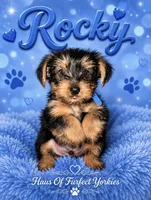 Rocky - AKC, a male Yorkshire Terrier for sale in Midland, TX – 1 of 4