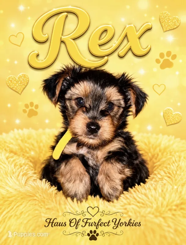 Rex – Yorkshire Terrier puppy for sale in Midland, TX