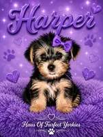 Harper - AKC, a female Yorkshire Terrier for sale in Midland, TX – 1 of 4