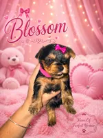 Blossom - AKC , a female Yorkshire Terrier for sale in Midland, TX – 3 of 4