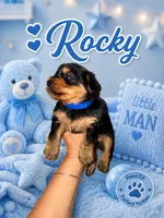 Rocky - AKC, a male Yorkshire Terrier for sale in Midland, TX – 3 of 4