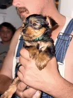 Mathias - AKC, a male Yorkshire Terrier for sale in Midland, TX – 2 of 4