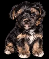 Blessing - AKC, a female Yorkshire Terrier for sale in Midland, TX – 2 of 4