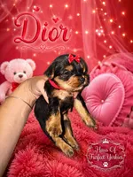 Dior - AKC, a female Yorkshire Terrier for sale in Midland, TX – 3 of 4