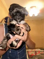 Faith - AKC, a female Yorkshire Terrier for sale in Midland, TX – 2 of 4
