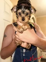 Maximus - AKC, a male Yorkshire Terrier for sale in Midland, TX – 2 of 4