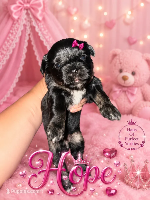 Hope – Yorkshire Terrier puppy for sale in Midland, TX