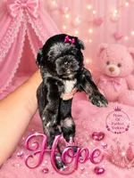 Hope - AKC, a female Yorkshire Terrier for sale in Midland, TX – 1 of 4