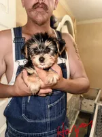 Harper - AKC, a female Yorkshire Terrier for sale in Midland, TX – 2 of 4