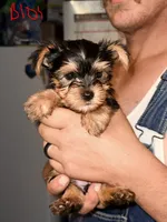 Quinn - AKC, a female Yorkshire Terrier for sale in Midland, TX – 2 of 4