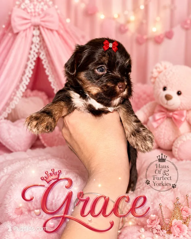 Grace – Yorkshire Terrier puppy for sale in Midland, TX
