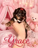 Grace -AKC, a female Yorkshire Terrier for sale in Midland, TX – 1 of 5