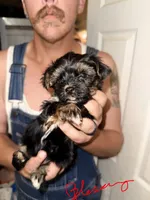 Blessing - AKC, a female Yorkshire Terrier for sale in Midland, TX – 3 of 4