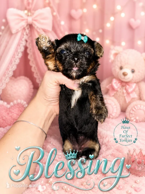 Blessing – Yorkshire Terrier puppy for sale in Midland, TX