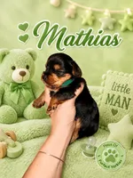 Mathias - AKC, a male Yorkshire Terrier for sale in Midland, TX – 3 of 4