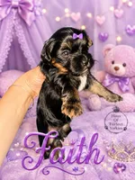 Faith - AKC, a female Yorkshire Terrier for sale in Midland, TX – 1 of 4