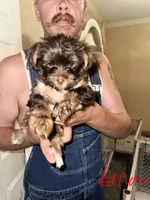 Grace -AKC, a female Yorkshire Terrier for sale in Midland, TX – 2 of 5