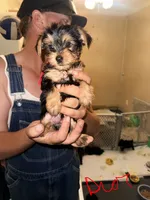 Dior - AKC, a female Yorkshire Terrier for sale in Midland, TX – 2 of 4