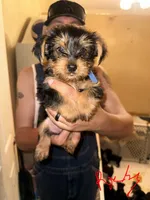 Rocky - AKC, a male Yorkshire Terrier for sale in Midland, TX – 2 of 4