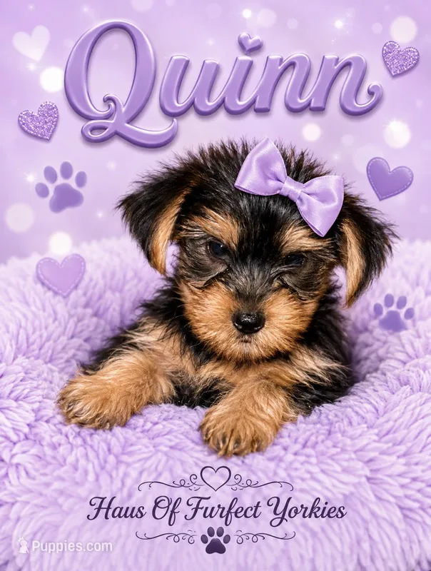Quinn – Yorkshire Terrier puppy for sale in Midland, TX