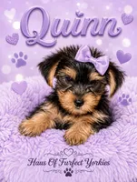 Quinn - AKC, a female Yorkshire Terrier for sale in Midland, TX – 1 of 4