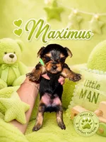 Maximus - AKC, a male Yorkshire Terrier for sale in Midland, TX – 3 of 4