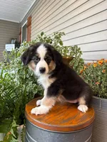 Miniature Australian Shepherd, a female Miniature Australian Shepherd for sale in Cleveland, MO – 2 of 5